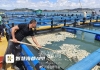 东翰镇海域：大黄鱼大量死亡称饲料添加药物后导致！